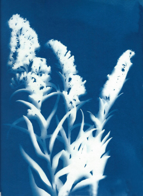 cyanotypes