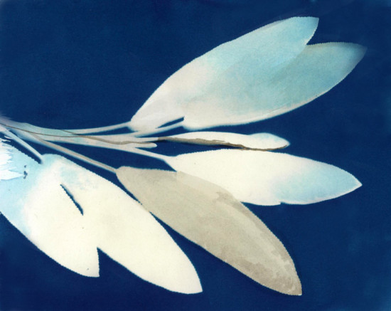 cyanotypes